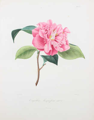 [Берлез Л. Иконография рода камелий или описание и изображения самых красивых и редких камелий...В 3 т.]